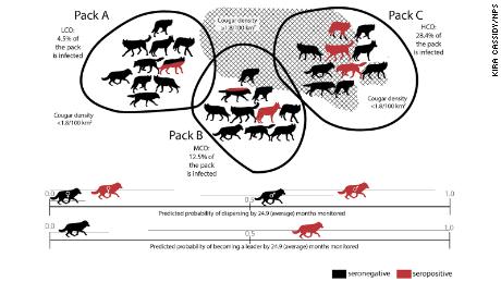A graphic depicts the probability of dispersal and becoming a pack leader in healthy wolves compared with wolves infected by the T. gondii parasite over the course of two years. 