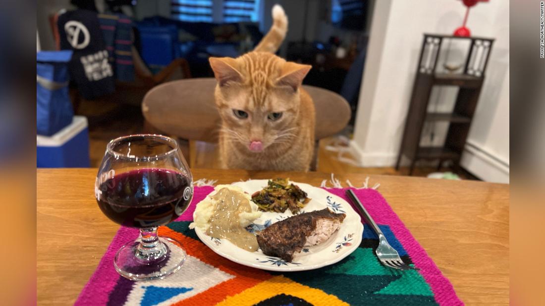 Smells the cat presented with a Thanksgiving spread after TSA rescue