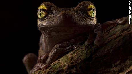 1. Overall Winner _ A light in the shadows _ Roberto Garcia Roa _ BES Capturing Ecology 2022A portrait of a Helena&#39;s Treefrog (Osteocephalus helenae) found in the Peruvian jungle of Tambopata.