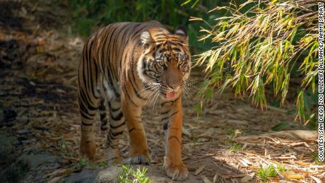 As impressões das patas feitas pelo tigre de Sumatra de 4 anos, Rakan, no Zoológico de San Diego, ajudam o pesquisador Mrinalini Watsa a desenvolver uma técnica econômica para detectar o DNA do tigre no solo.