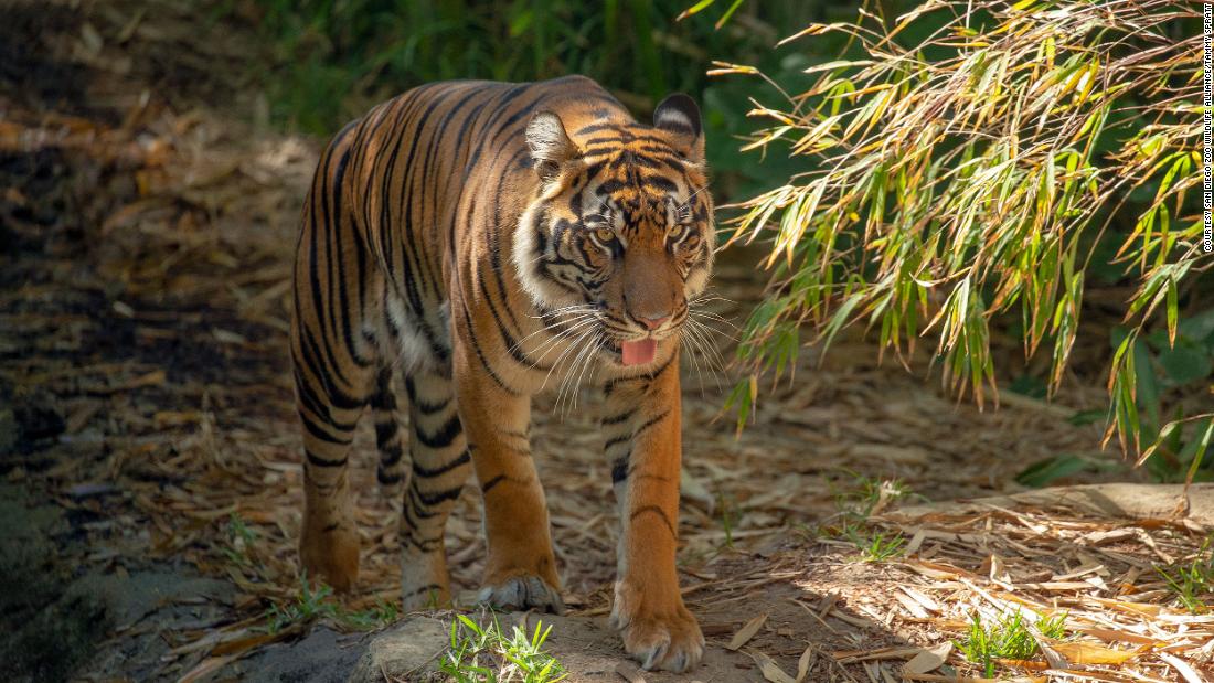 DNA analysis of soil from paw prints could help save Sumatra's tigers