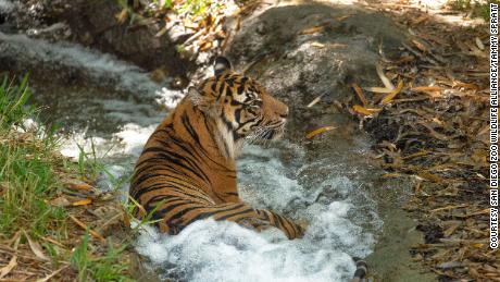 Watsa espera que os métodos de detecção de DNA que ela está desenvolvendo, com a ajuda de Rakan, melhorem o rastreamento das populações de tigres na natureza.