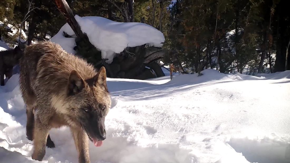 A mind-controlling parasite is changing wolf behavior in Yellowstone – CNN Video