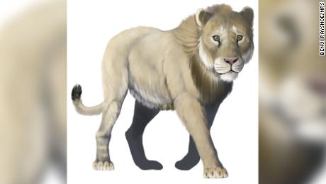 The American lion, otherwise known as Pathera atrox, was the largest extinct cat to live in North America during the Ice Age, according to the National Park Service.