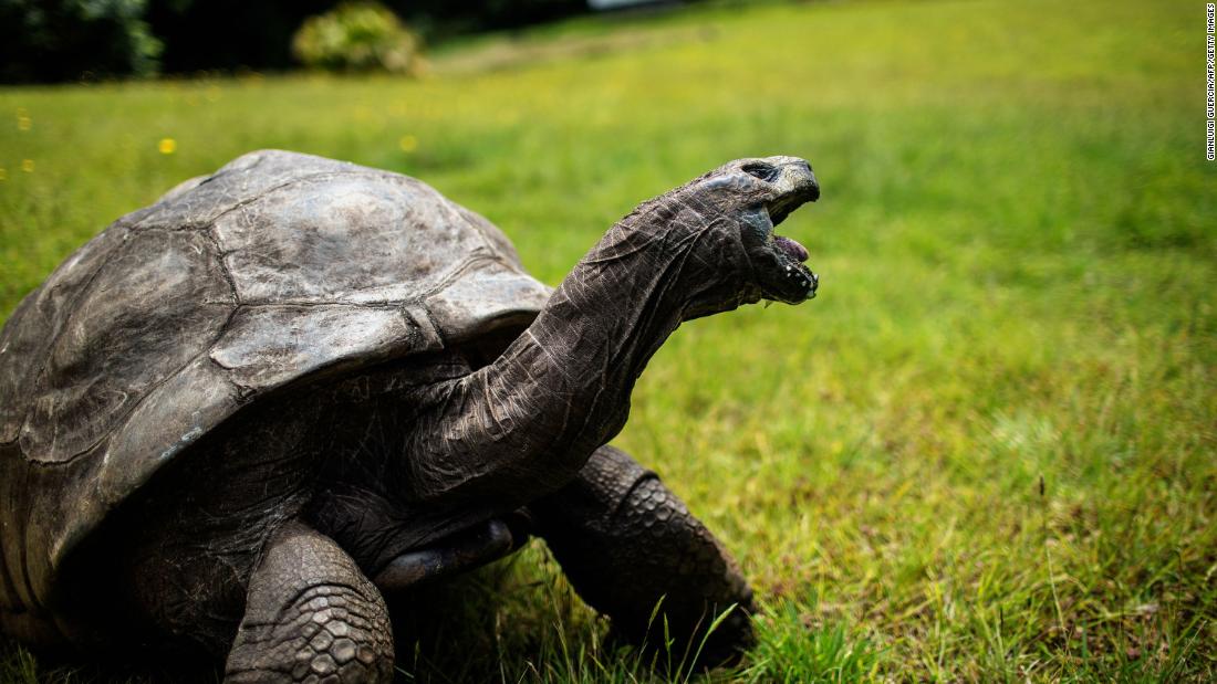 Jonathan the tortoise, world's oldest land animal, celebrates his 190th birthday