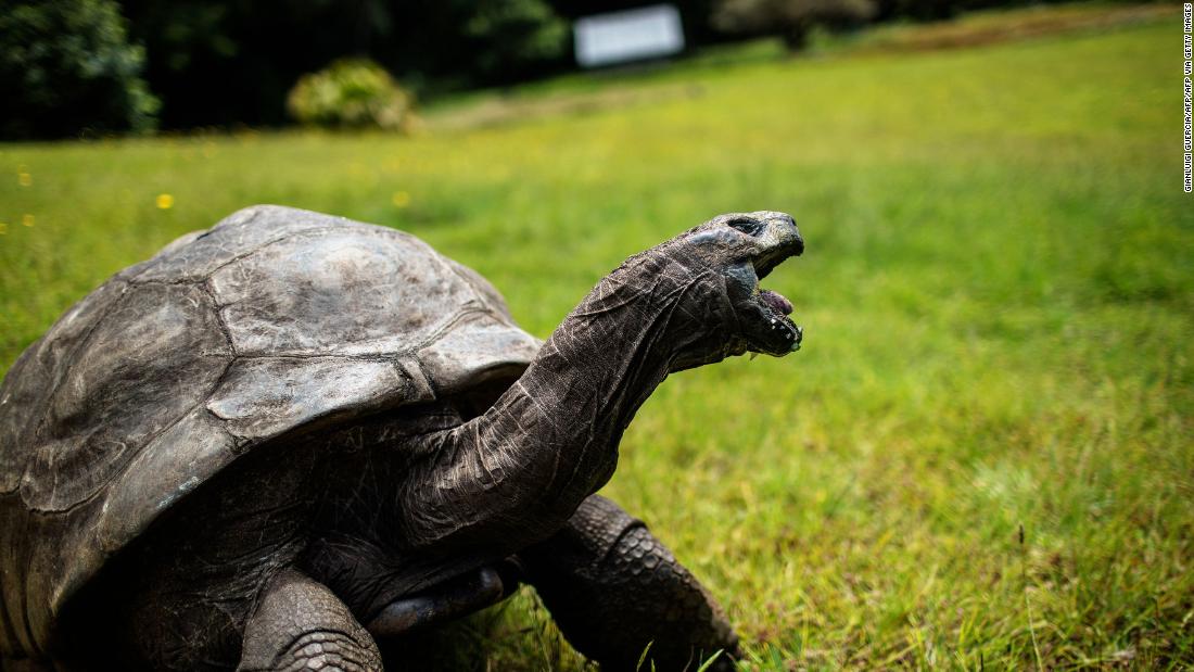 Tortuga Gigante Cumple 190 Años, Es El Animal Más Antiguo - Cnn Video