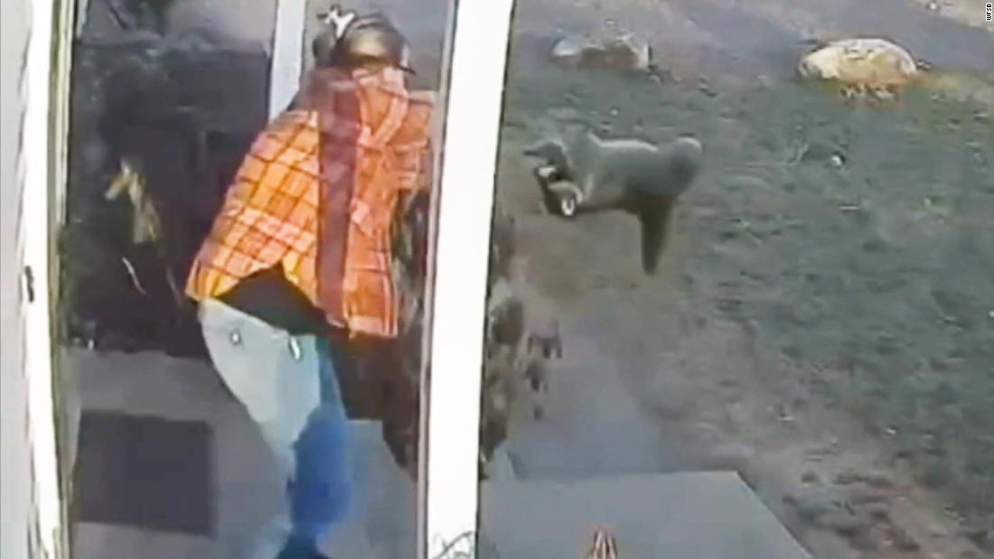 Video shows mom fending off raccoon that attacked her daughter – CNN Video