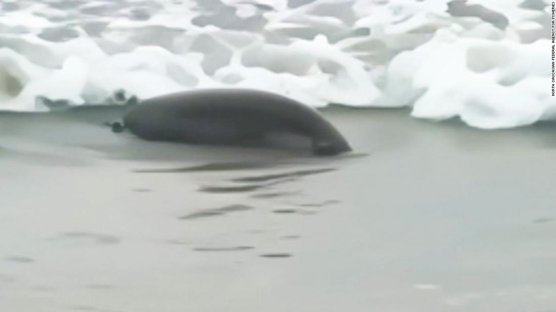 Video shows shocking scene as dead seals wash ashore in Russia – CNN Video