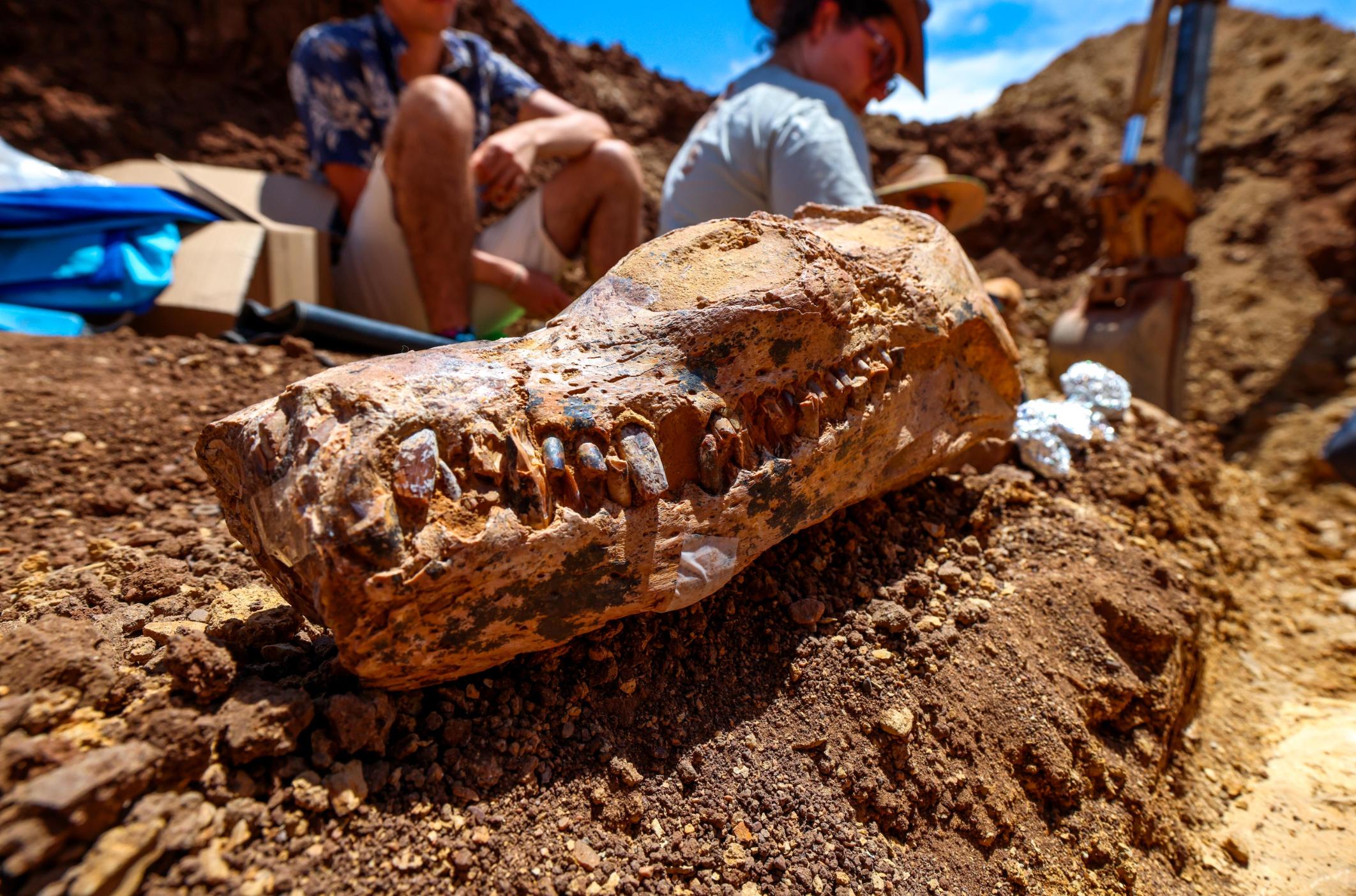 Video: 100 million-year-old plesiosaur fossil discovered in Australia - CNN  Video