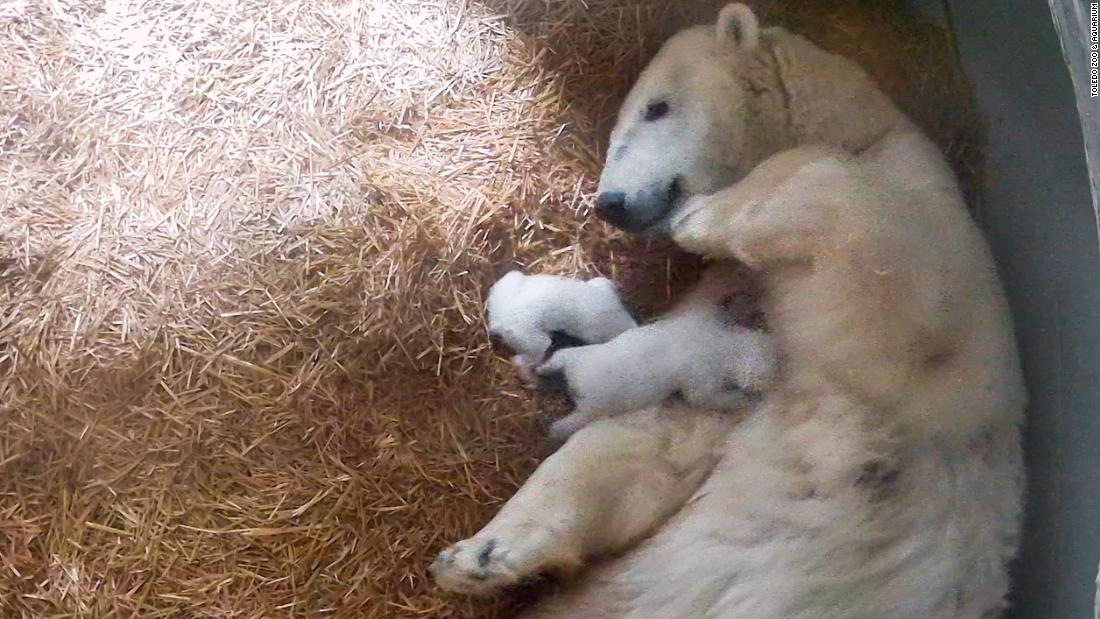 Toledo Zoo welcomes twin polar bear cubs | CNN