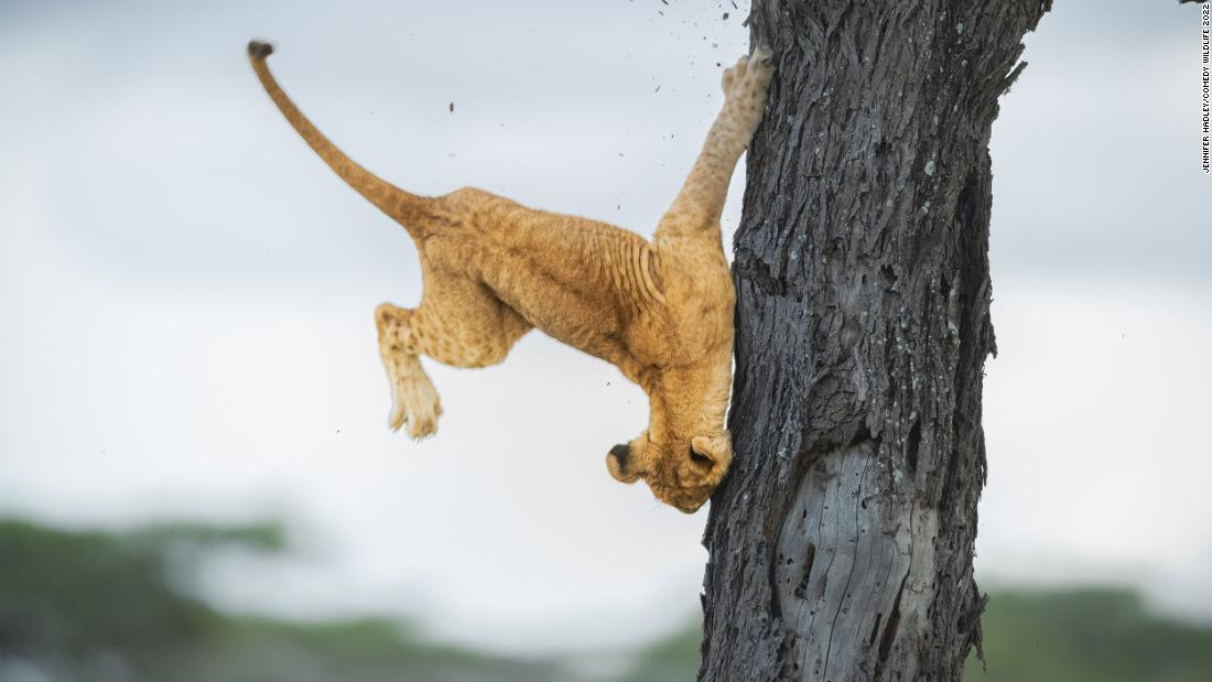 Clumsy cub and smiling fish among Comedy Wildlife Photography Awards winning images