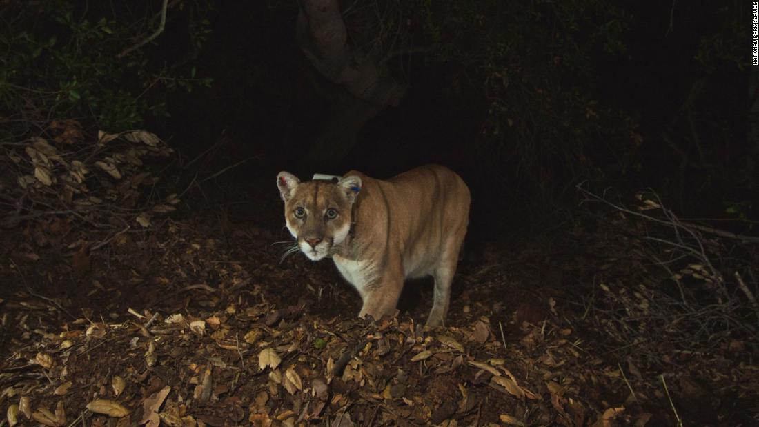 P-22, Los Angeles' famous mountain lion, has been euthanized after 'severe injuries' from possible 'vehicle strike'