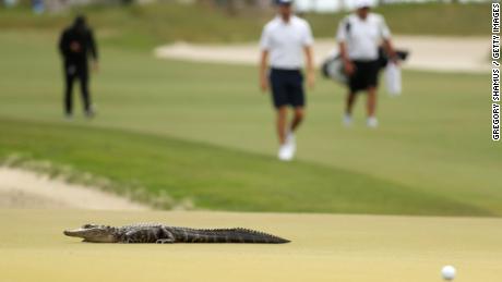 An alligator crosses the sixth green at the 2021 PGA Championship, staged at Kiawah Island&#39;s Ocean Course.