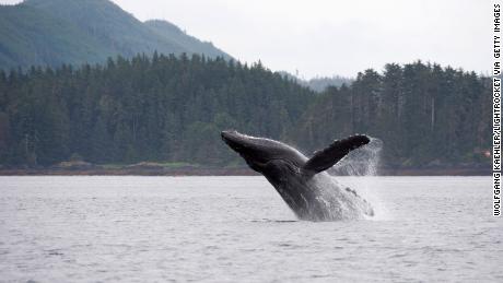 Whales can have an important but overlooked role in tackling the climate crisis, researchers say