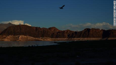A bird flys above the beach at Lake Mead in Boulder City, Nevada on Sept. 11, 2022.