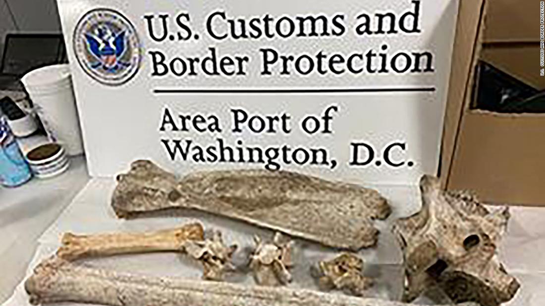 Giraffe and zebra bones seized at Virginia airport