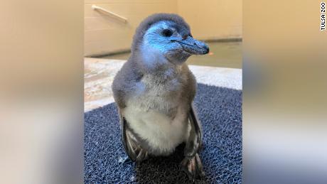 Tulsa Zoo is accepting votes on the new penguin chick&#39;s name through December 31.