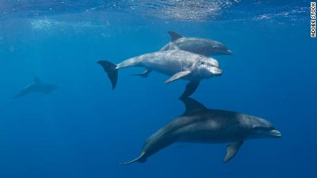 Bottlenose dolphins were among the five species examined in the recent study on Alzheimer&#39;s disease.