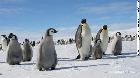 65% of Antarctica&#39;s plants and animals could disappear, scientists say. Its iconic penguins are most at risk