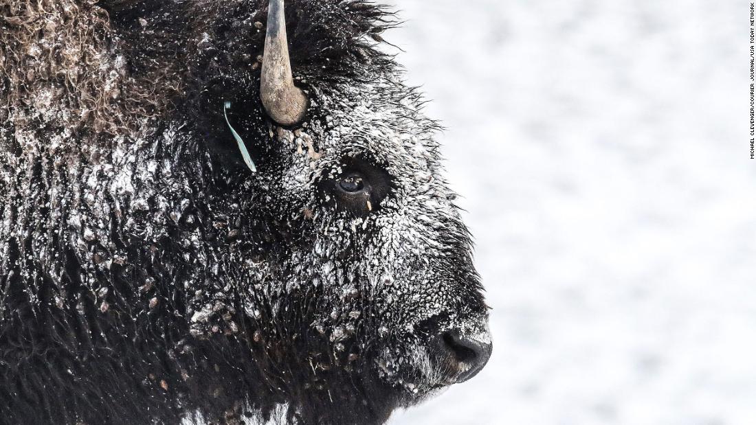 Snow collects on a bison at the Longfield Farm in Goshen, Kentucky, on December 23.