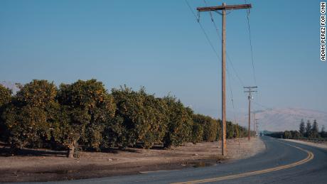 A road winds past an orange grove in Tulare County.