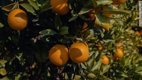 Oranges grown on trees in a grove in Tulare County. 