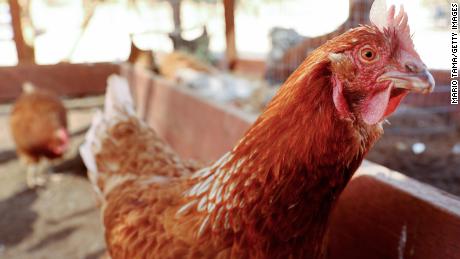 US focuses on limiting spread amid record bird flu season, but vaccines could be a possibility in the future