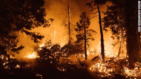 Trees burn during the Mosquito Fire on September 14 in Foresthill, California.