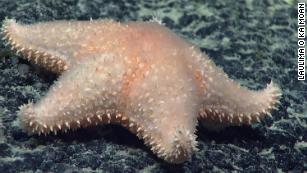 Meet some of the new species discovered in 2022 | CNN Meet some of the new species discovered in 2022 | CNN