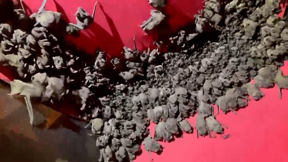 Watch: Texas woman stores hundreds of 'cold-stunned' bats in her attic