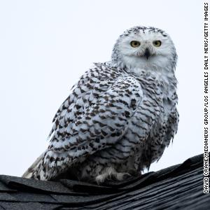 'Astonishing' snowy owl spotted in Southern California neighborhood