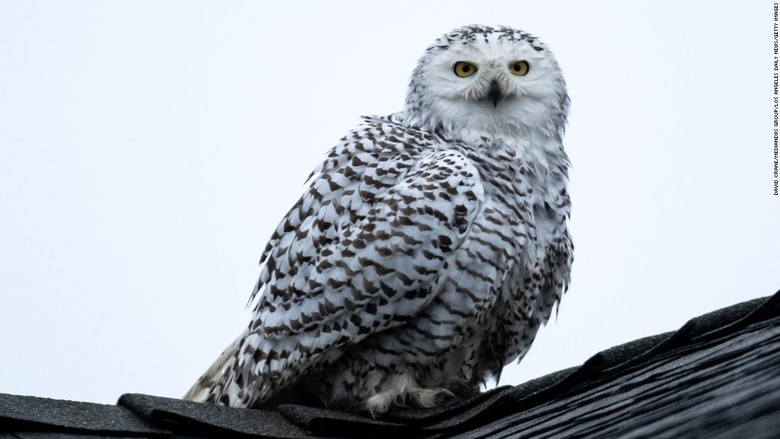 'Astonishing' snowy owl spotted