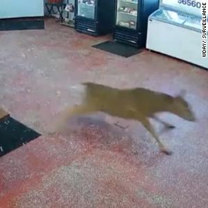 Surveillance video catches moment deer barrels into butcher shop