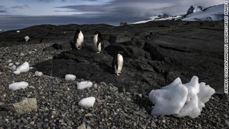 Adelie penguins on Horseshoe Island in Antarctica in February 2022. A report last year found 65% of Antarctica&#39;s plants and animals could disappear, with penguins being most at risk.