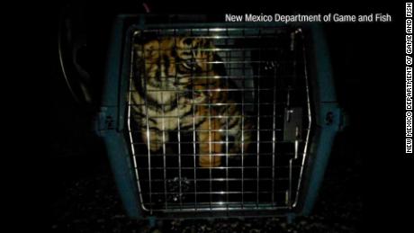 New Mexico shooting investigation leads to discovery of tiny Bengal tiger cub