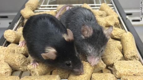 The &#39;Benjamin Button&#39; effect: Scientists can reverse aging in mice. The goal is to do the same for humans