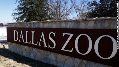 Dallas Zoo monkey enclosure fencing cut on same day as tampering that allowed leopard to escape, police say