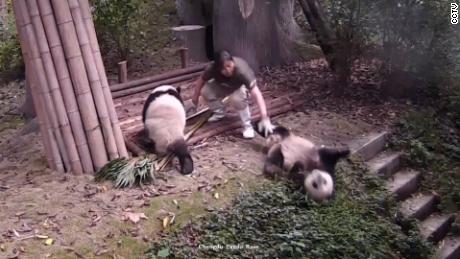 Video: Clumsy pandas capture hearts on livestream