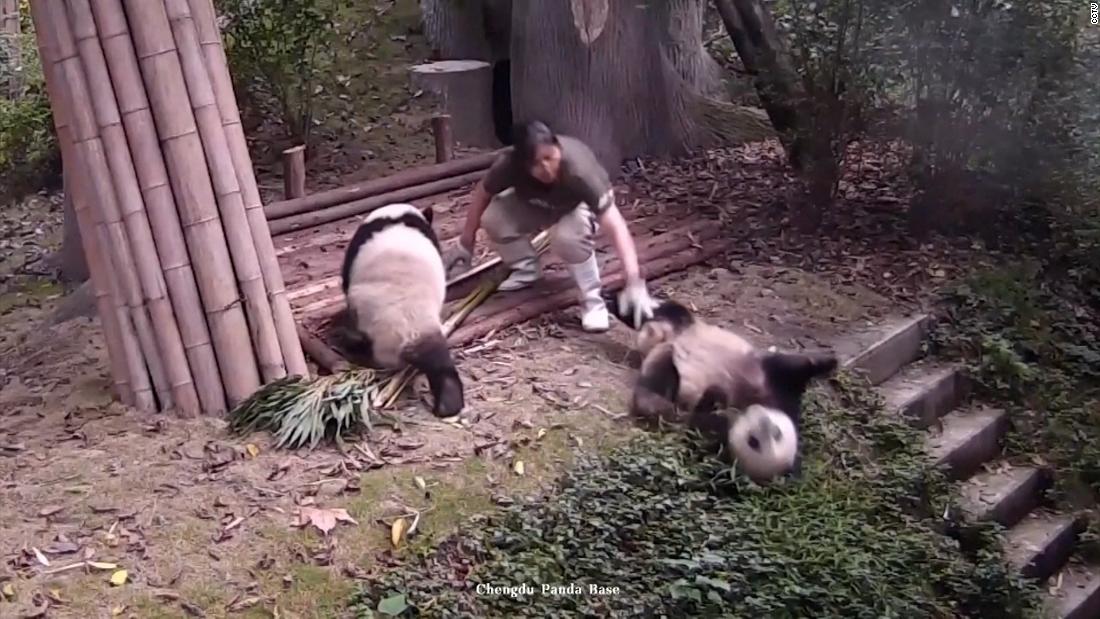 Clumsy pandas capture hearts on livestream