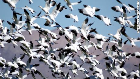 New strain of bird flu kills hundreds of snow geese in Colorado