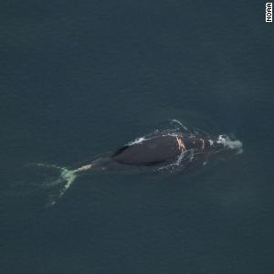 4-year-old whale belonging to one of the world's rarest species is 'likely to die'