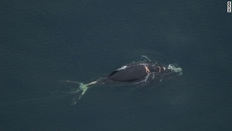 A whale belonging to one of the rarest species is &#39;likely to die,&#39; after entanglement, NOAA says 