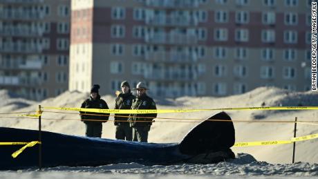 Local authorities stand near a dead whale on Rockaway Beach in New York on December 13.