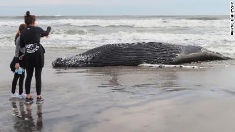 The body of a humpback whale lies on a beach in Brigantine, New Jersey, after it washed ashore on January 13. 