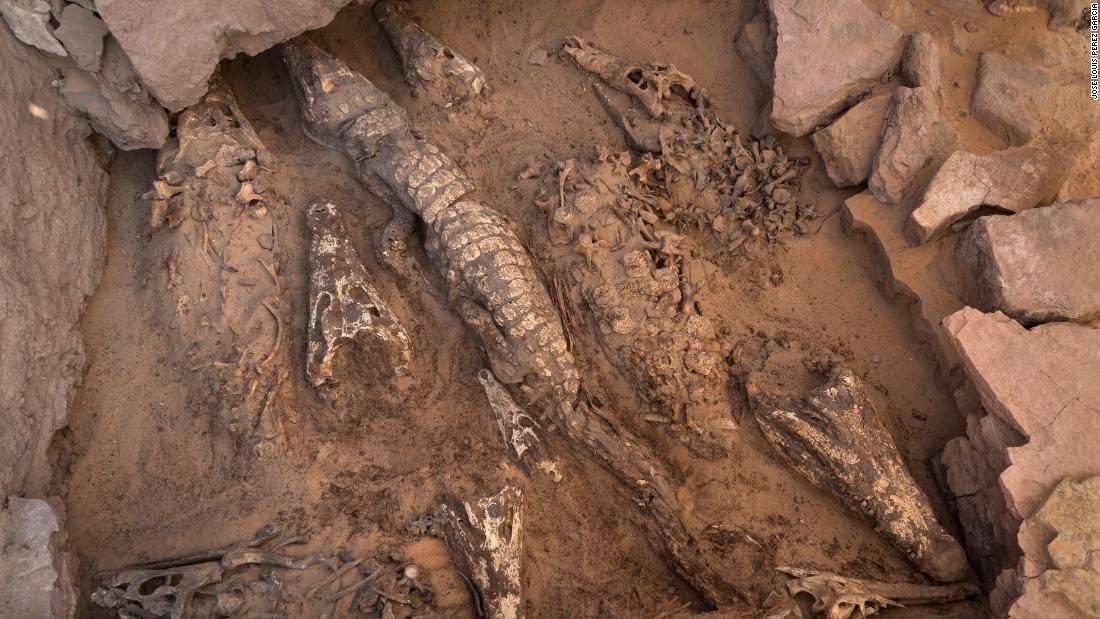 See 2,000-year-old mummified crocodiles found in Egyptian tomb – CNN Video