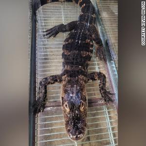 Young alligator abandoned in New Jersey heads for new life in Florida