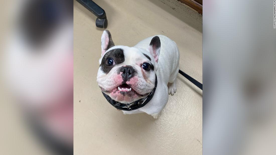 Ralphie, the 'demon dog' of Niagara, has finally been adopted