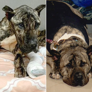 See emaciated shelter dog's incredible transformation