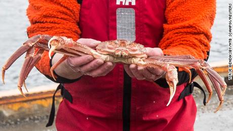 A fisherman in Norway holds a snow crab.