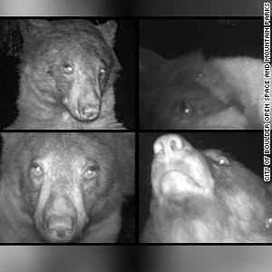 Diva bear takes 400 selfies on wildlife cam